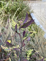 Chenopodium