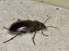 Calosoma marginale