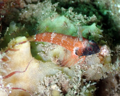 Enneapterygius atrogulare