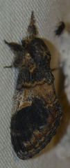 Notodonta tritophus
