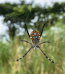 Argiope catenulata