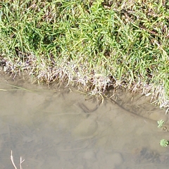 Natrix tessellata