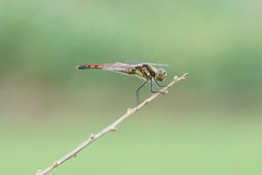 Sympetrum frequens