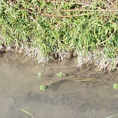 Natrix tessellata