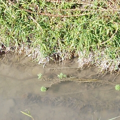 Natrix tessellata