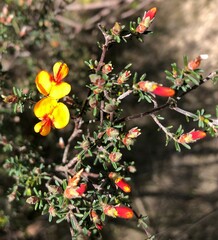 Pultenaea prostrata