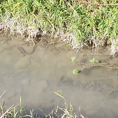 Natrix tessellata