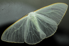 Lymantriinae
