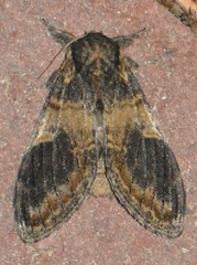 Notodonta tritophus