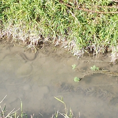 Natrix tessellata