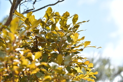 Pseudopanax discolor