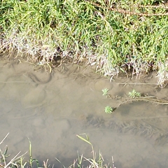 Natrix tessellata