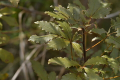 Pseudopanax discolor