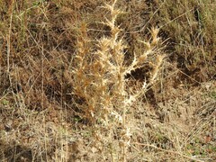 Scolymus hispanicus