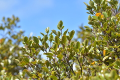 Pterophylla