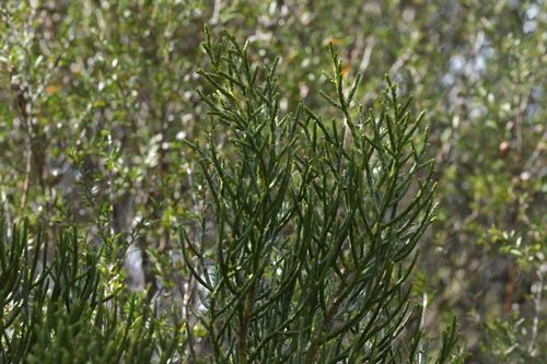 Image of Halocarpus kirkii by (c) Christopher Stephens, some rights reserved (CC BY-SA)