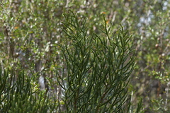 Halocarpus kirkii