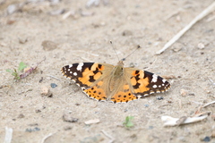 Vanessa cardui