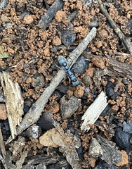 Myrmecia