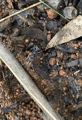 Myrmecia