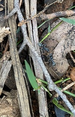 Myrmecia