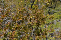 Dracophyllum sinclairii