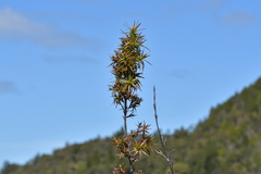 Dracophyllum sinclairii