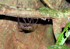 Heteropoda venatoria
