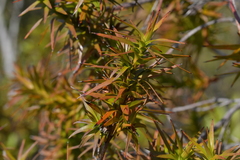 Dracophyllum sinclairii