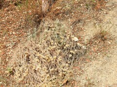 Helichrysum stoechas