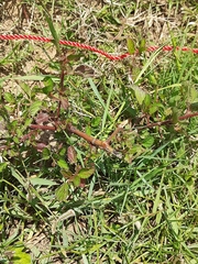 Melochia corchorifolia