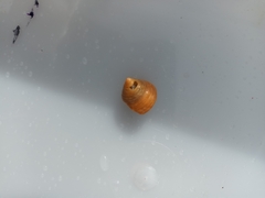 Trochoidea