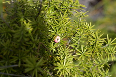 Leptecophylla juniperina