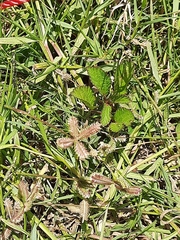 Cynodonteae