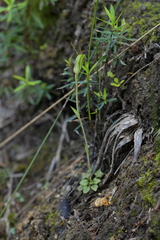 Pterostylis puberula