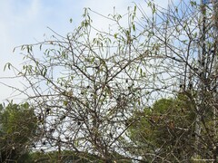 Prunus amygdalus