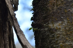 Bulbophyllum pygmaeum