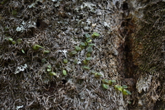 Bulbophyllum pygmaeum