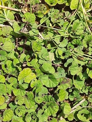 Dichondra repens