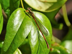 Xanthocnemis zealandica