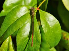 Xanthocnemis zealandica