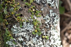 Bulbophyllum pygmaeum