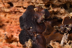 Hymenochaete microcycla