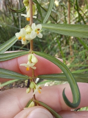 Pimelea axiflora axiflora
