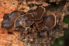 Hymenochaete microcycla