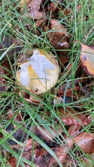 Russula ochroleuca