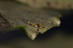 Eschatotypa derogatella