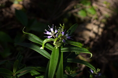 Veronica macrocarpa