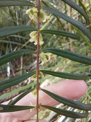Pimelea axiflora axiflora