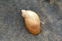 Succinea putris